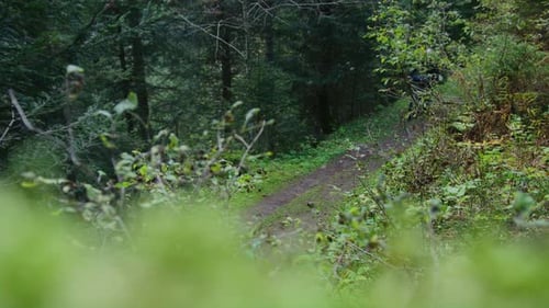 A mountain bike camper is pedalling through a forest