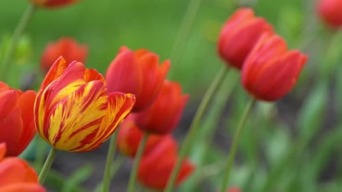 Red Tulips Bloom in Spring Tulip Flower Nature Floral Background Botanical Garden Flowering Buds