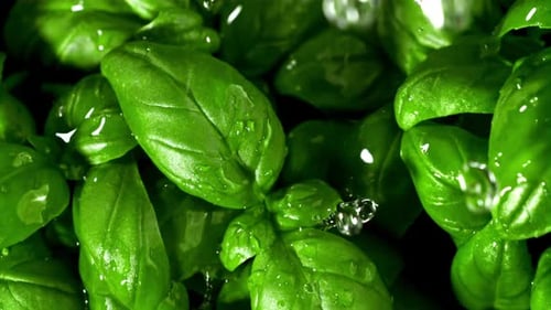 Rain Falls on the Basil Leaves Filmed is Slow Motion 1000 Fps