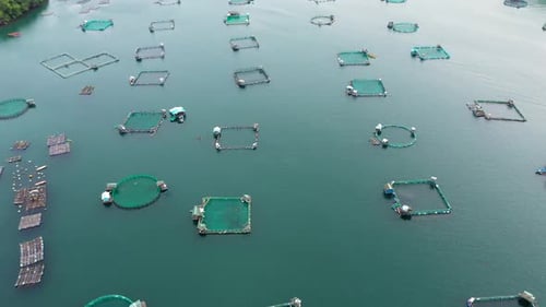 Fischindustrie Fischzucht im industriellen Maßstab