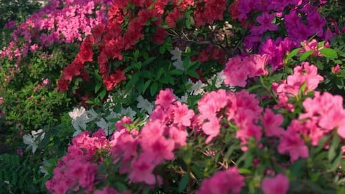 Close Up of Pink Flowering Rhododendron