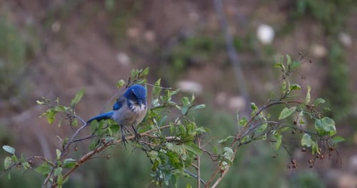 Bluebird perched on a branch in Malibu, California flies away.