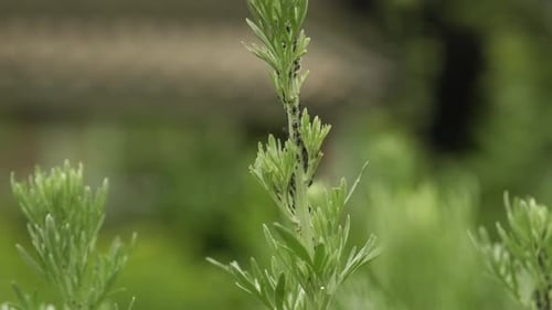 Green shrub covered in small black plant lice or aphids covering the stem in close up outdoors with