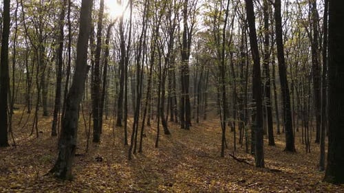 Sunny Day in a Forest in Autumn 59