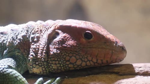 Closeup of a Lizard a Terrestrial Animal Resting on a Rock