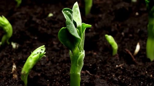 Bright Green Seedling Growing from Rich Brown Soil