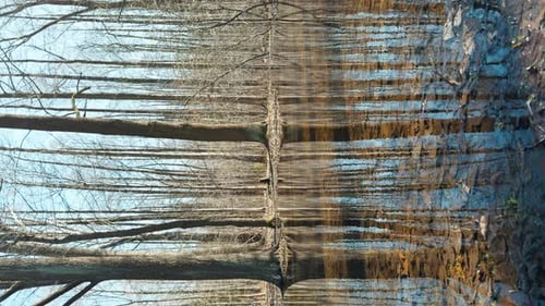 the Reflection of Trees on the Water the Surface of the Water in the Pool in Park Sun Reflection