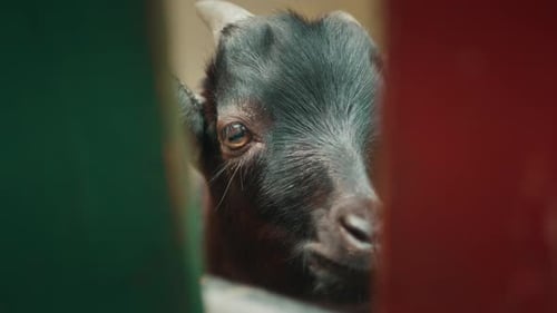 Intimate Close-Up of a Curious Baby Goat