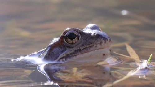 Brown frog (Rana temporaria) close-up in a pond.