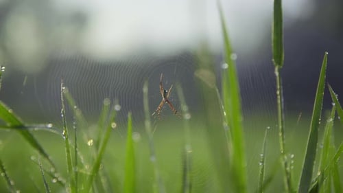 The little spider is in the fresh morning sun