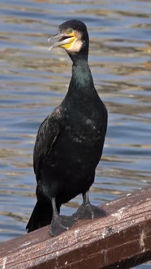 Kormoranvogel sitzt auf dem Ruder