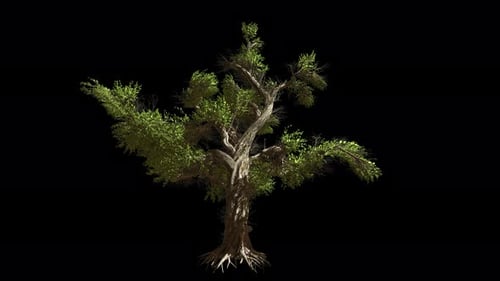 A solitary, fairytale-like tree sways in the wind with alpha channel