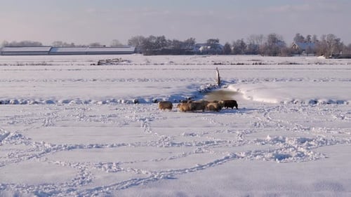 Aerial view of sheep with thick woolly coats in white snowy polder landscape