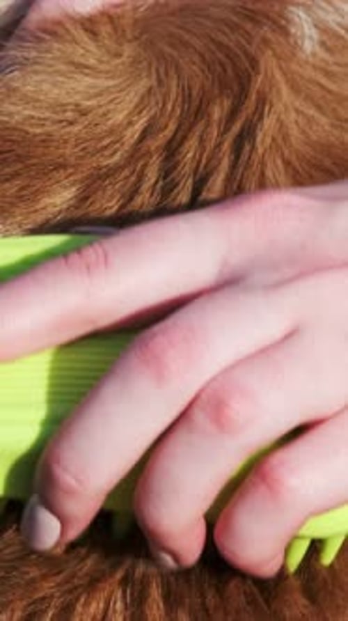 Une fille peigne un gallois Corgi Pembroke rouge et blanc avec un pinceau en silicone vert dans un parc. Gros plan. Un w