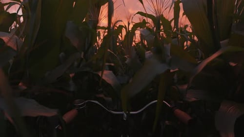 Cycling Through a Corn Field in the Evening Sky, Bending the Stalks
