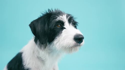 Close Up of Cute Dog on Light Blue Background