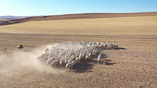 Herd Of Sheep A Donkey And A Dog Walking On Mountain During Sunny Day