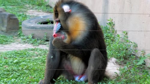El macho Mandrillus Sphinx se sienta en la cerca del zoológico y se come la hierba, un primate grande y colorido