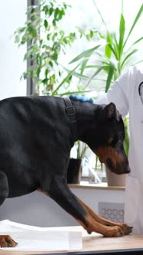 Vet Examines Dog at Animal Hospital