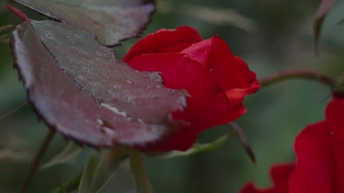 Close Up of a Vibrant Red Rose Bud