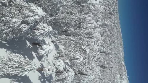 Aerial View of Mountain Slopes and Trees Covered with Snow in Winter
