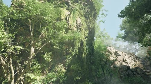A Forest Filled with Lots of Trees and Rocks