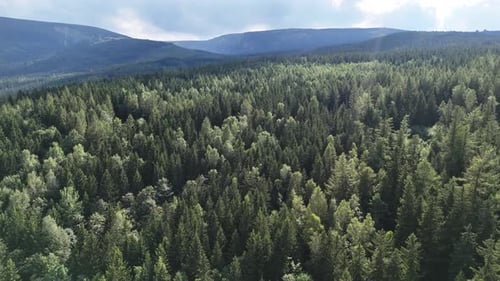 Aerial view of a mountain forest