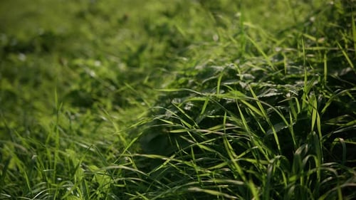 Le soleil brille sur l'herbe avec le vent qui déplace un peu les pailles