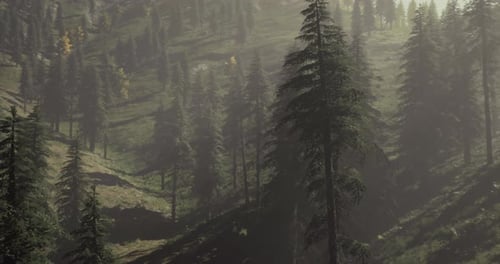 Lush Green Forest with Towering Pine Trees Under Golden Sunlight in Autumn