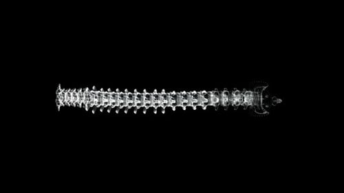 Futuristic Wireframe Spine Medical Scan Animation