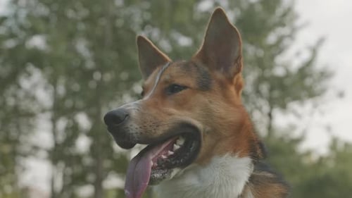 Dog Close-Up in Nature on Sunny Day