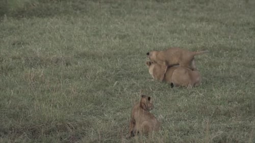 Slow Motion footage of young lion cubs playing in the Masai Mara, Kenya, Africa