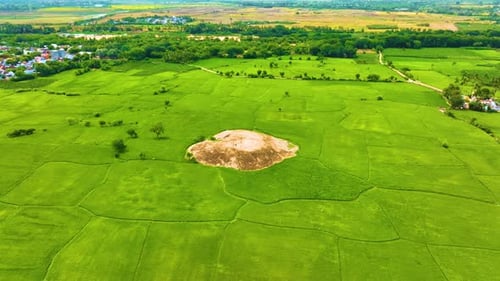 Paddy Field - Aerial Shot - Top View