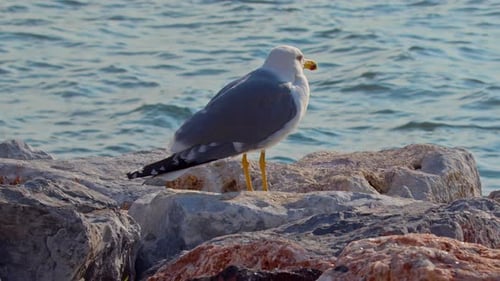 Lone Seagull Looking At The Sea On The Rocks On The Seashore
