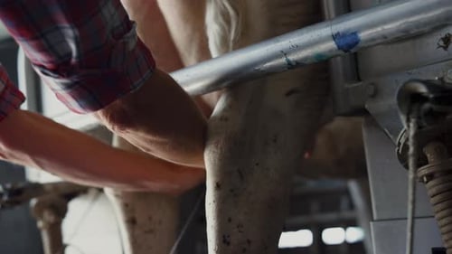 Ouvrier agricole trayant une vache dans une ferme laitière industrielle en gros plan. Employé professionnel inconnu qui reçoit...