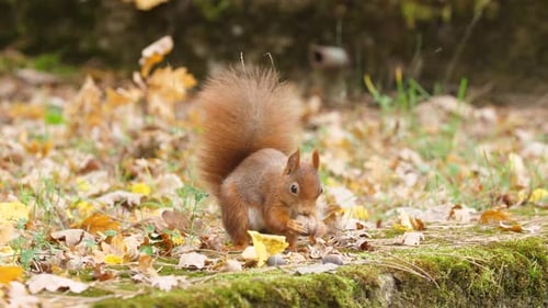 Red squirrel closeup finding a nut walnut on a moss-covered rock in a quiet autumn forest and run