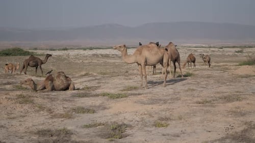 Grupo de camellos marrones salvajes que comen hierba seca y descansan en el caluroso y polvoriento desierto con montañas en