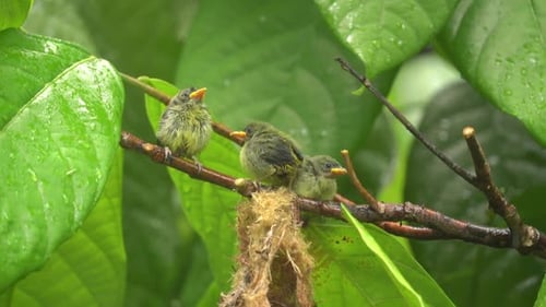 trois poussins de pics à ventre orange perchés sur une branche au-dessus de leur nid