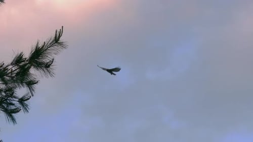 Hawk Soaring Through Sky During Golden Hour