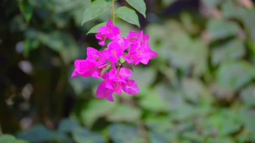 Bougainvillea flowers along the streets in old mumbai