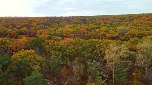 Autumn aerial view on colorful forest