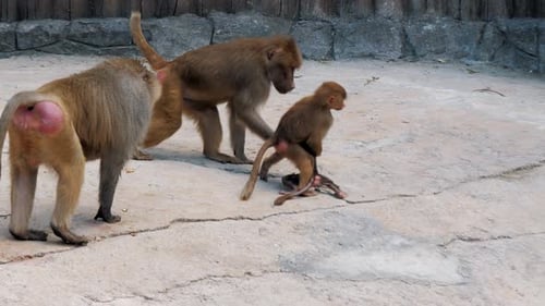 Baboon Family Group Moving Around Enclosure