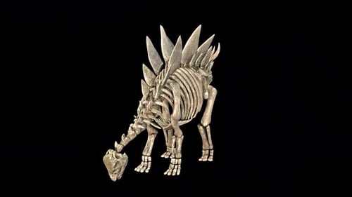 Stegosaurus Dinosaur Skeleton Eating Animation Loop