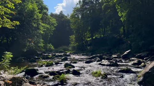 A River Flowing Through a Lush Green Forest on a Sunny Day