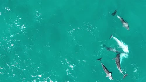 Pod of Dolphins Mating RARE Drone Video of Dolphins Reproducing and Mating, close up top down drone