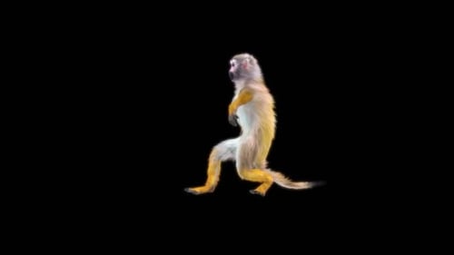 32 Affentanz HD