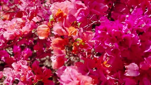 Blooming Bougainvillea Flowers On A Bright Sunny Day. Close-up Shot