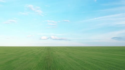 Blick auf die grüne Wiese und den blauen Himmel
