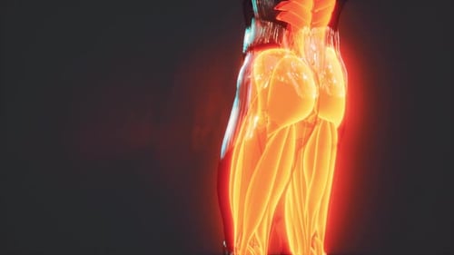 Rotating 3D Human Muscle Anatomy Hologram Visualization