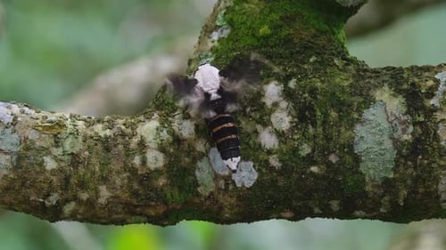 Flapping vigorously then stops while perched on a branch of a tree with moss; Moth, Xyleutes persona
